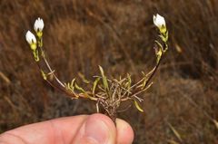 Gentianella serotina