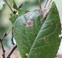 Stigmella plagicolella