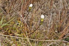 Gentianella serotina