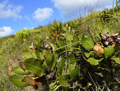 Protea foliosa