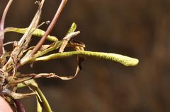 Gentianella serotina