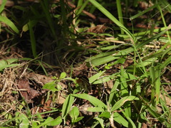 Anthanassa texana seminole