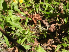 Anthanassa texana seminole