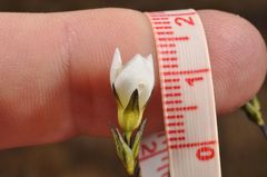Gentianella serotina