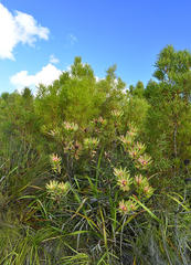 Leucadendron orientale
