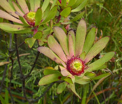 Leucadendron orientale