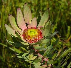 Leucadendron orientale