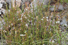 Megacorax gracielanus