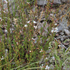 Megacorax gracielanus