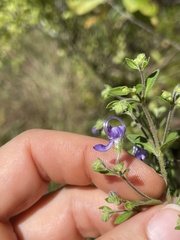 Trichostema dichotomum image