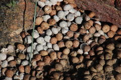 Pronolagus saundersiae