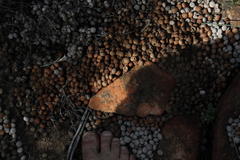 Pronolagus saundersiae