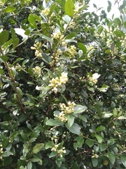 Atalantia monophylla