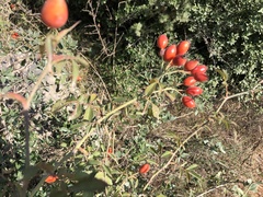 Rosa agrestis