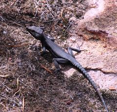 Hemicordylus capensis