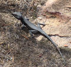 Hemicordylus capensis