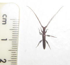 Listrocerum aeolis
