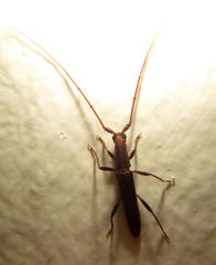 Listrocerum aeolis