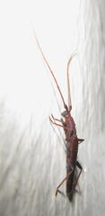 Listrocerum aeolis