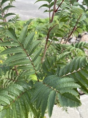 Sorbus