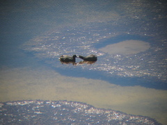 Fulica ardesiaca