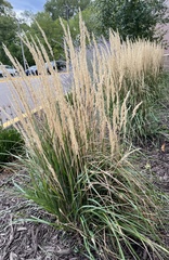 Calamagrostis × acutiflora
