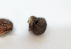 Andricus indistinctus