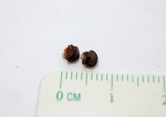 Andricus indistinctus