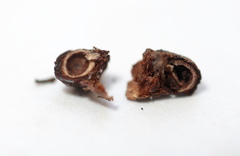 Andricus indistinctus