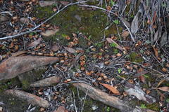 Hyaenanche globosa