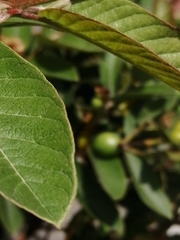 Psidium guajava