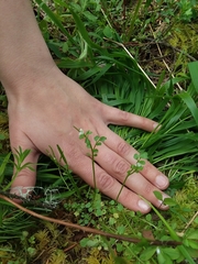 Cardamine oligosperma