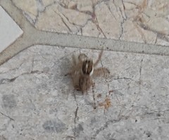 Menemerus semilimbatus