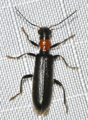 Cymatodera bicolor