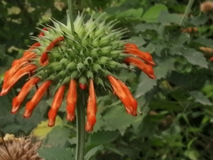 Leonotis nepetifolia