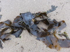 Laminaria digitata