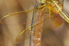 Crocothemis