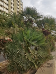 Chamaerops humilis