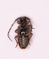 Exocentrus echinulus echinulus