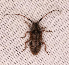 Exocentrus echinulus echinulus