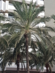 Phoenix dactylifera