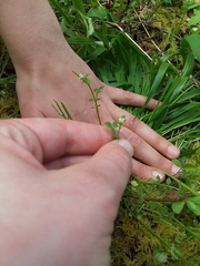 Cardamine oligosperma