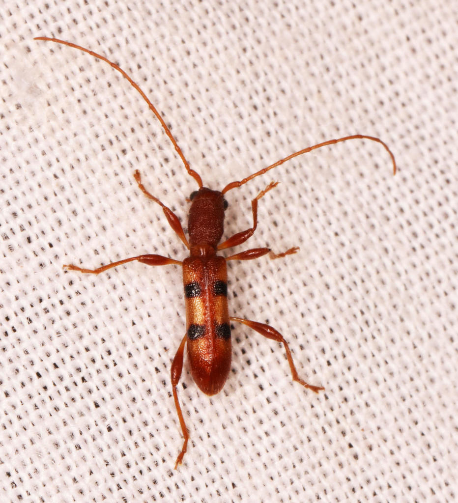 Transvaalobrium sudrei