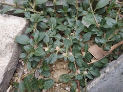 Alternanthera caracasana