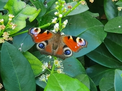 Aglais io