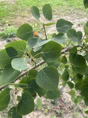 Populus tremuloides