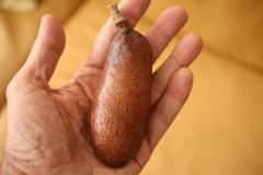 Hymenaea