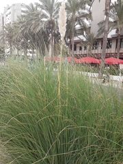 Cortaderia selloana