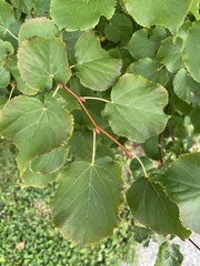 Tilia americana