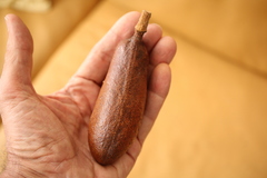 Hymenaea